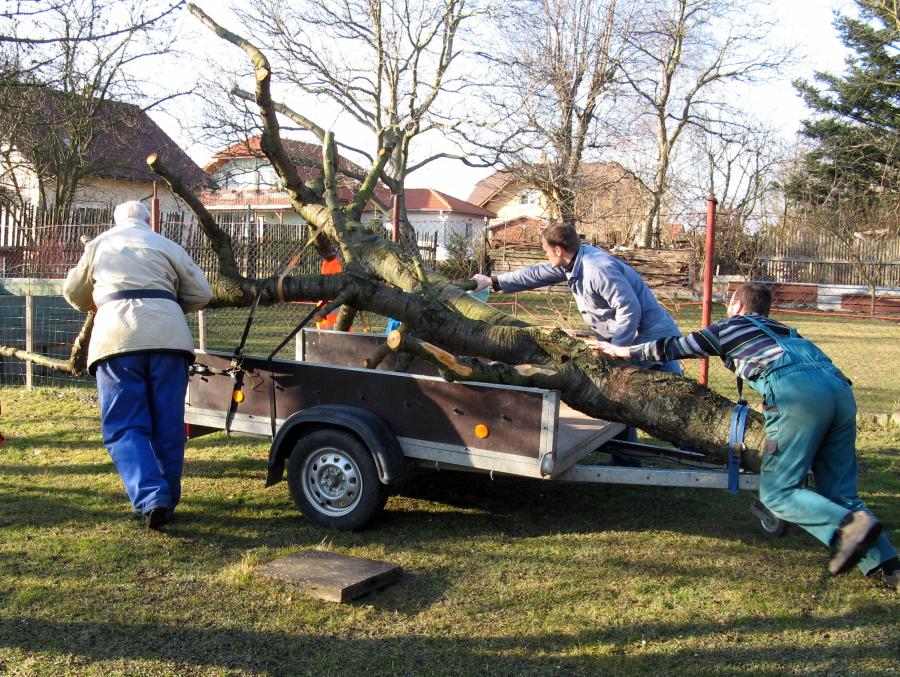 A tak se třešeň octla u nás na zahradě a její převoz dal všem pěkně zabrat. 