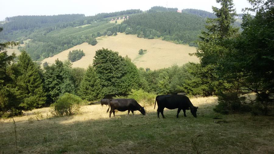 Pohled do sedla z protějšího kopce